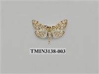 藏品(螟蛾276)的圖片